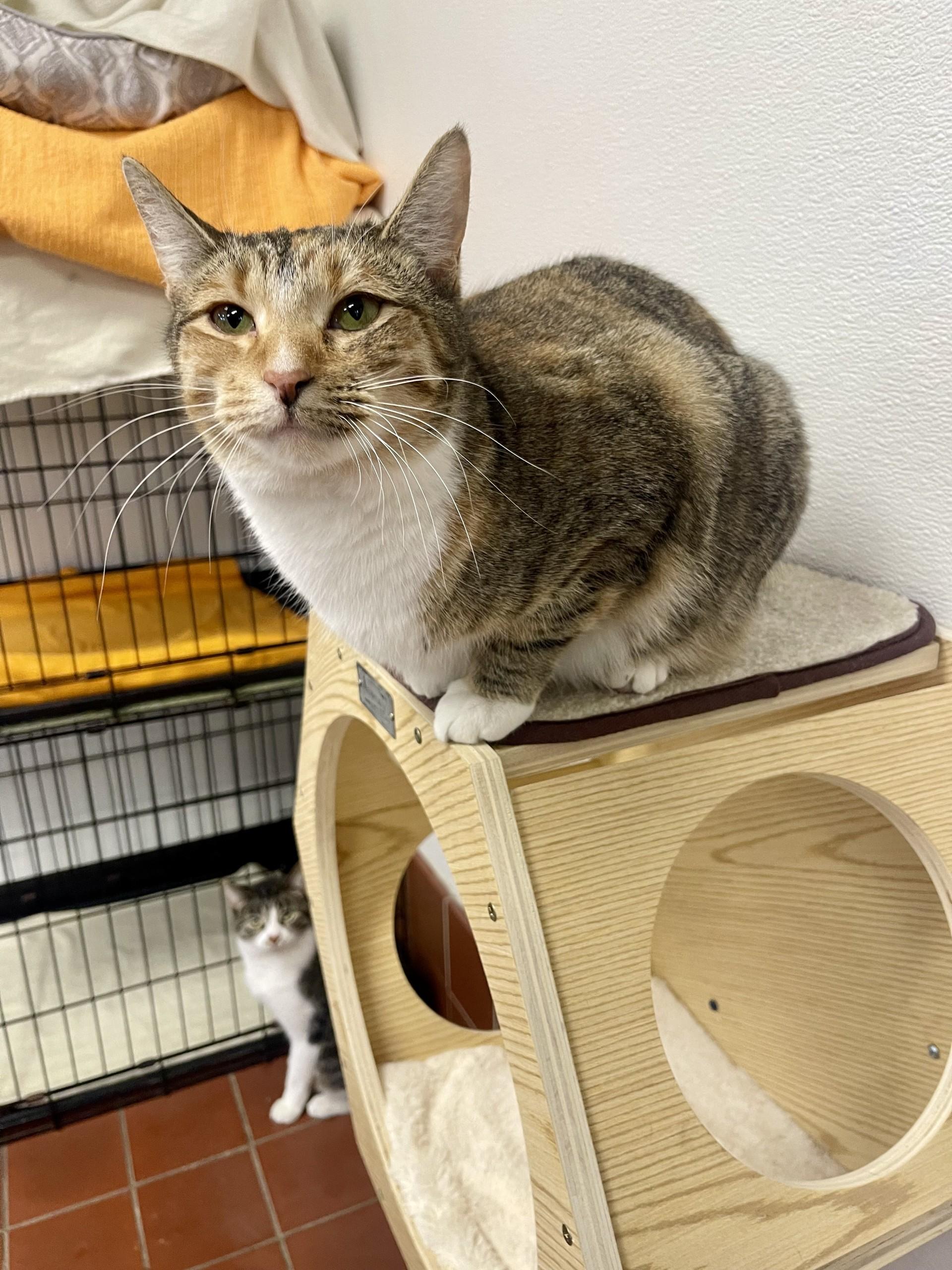 Journey, Adoptable, Young Female Domestic Short Hair.