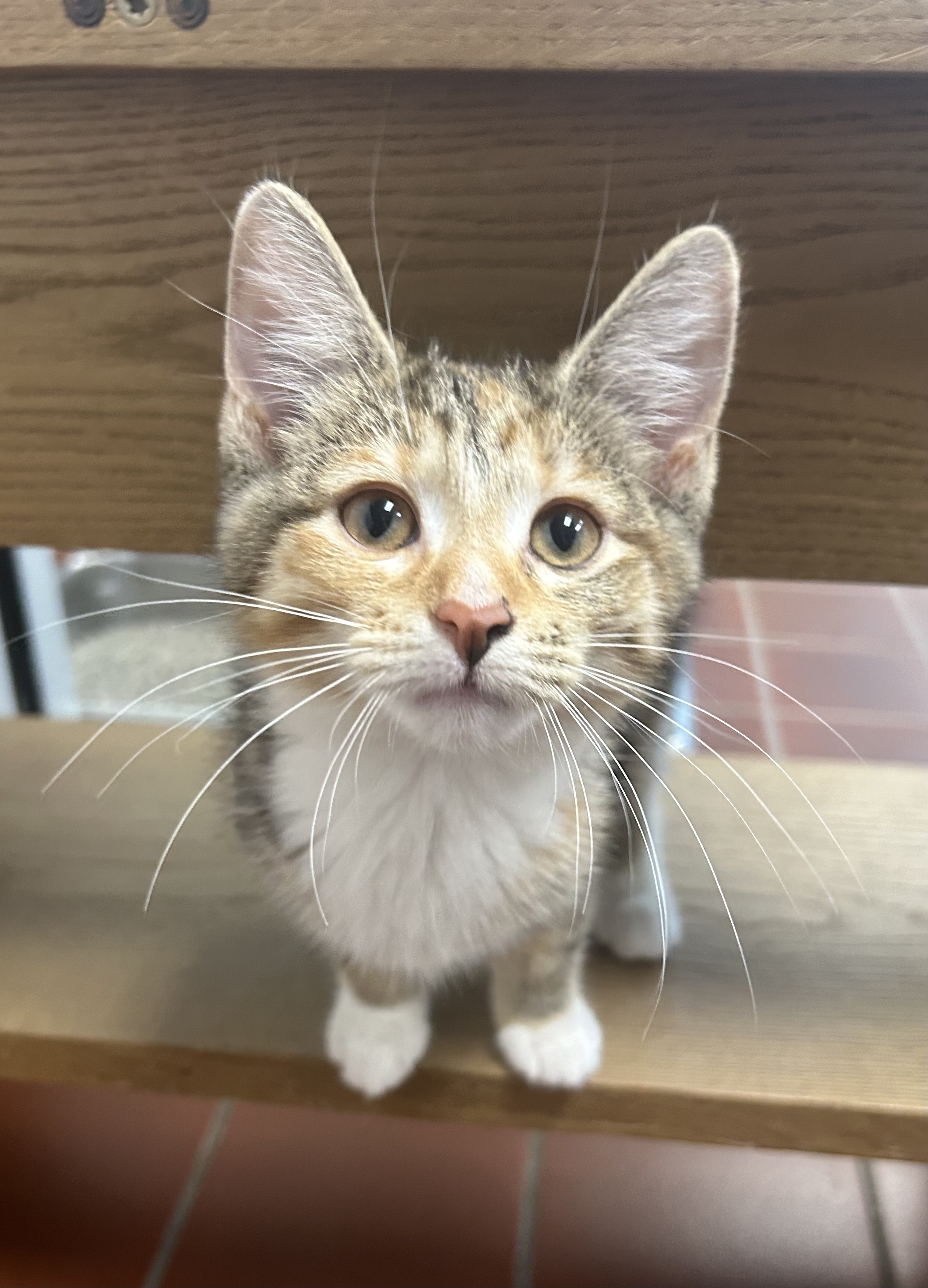 Enlarge Journey, a Adoptable mixed breed in Battle Creek, MI image 5/5