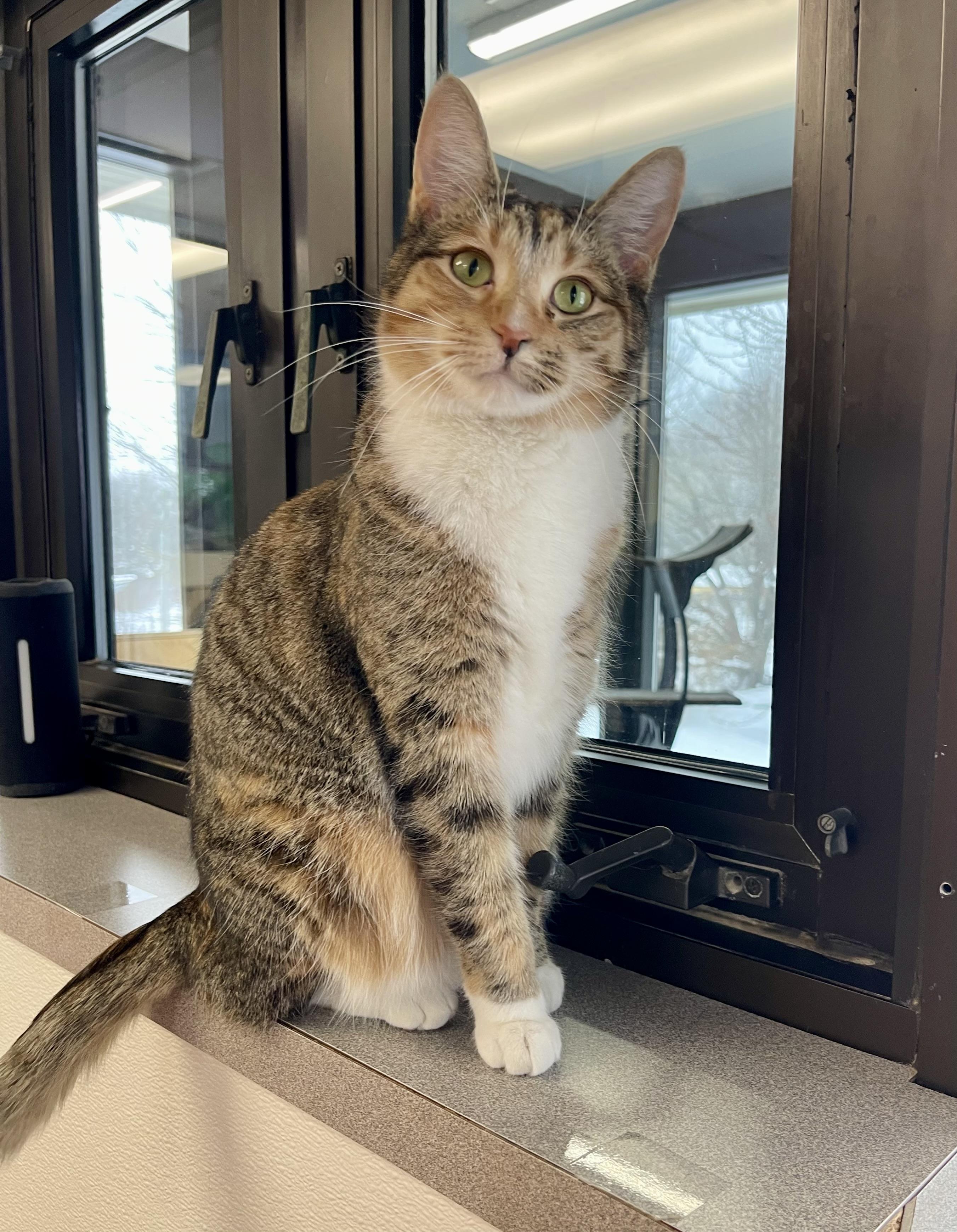 Enlarge Journey, a Adoptable mixed breed in Battle Creek, MI image 1/6