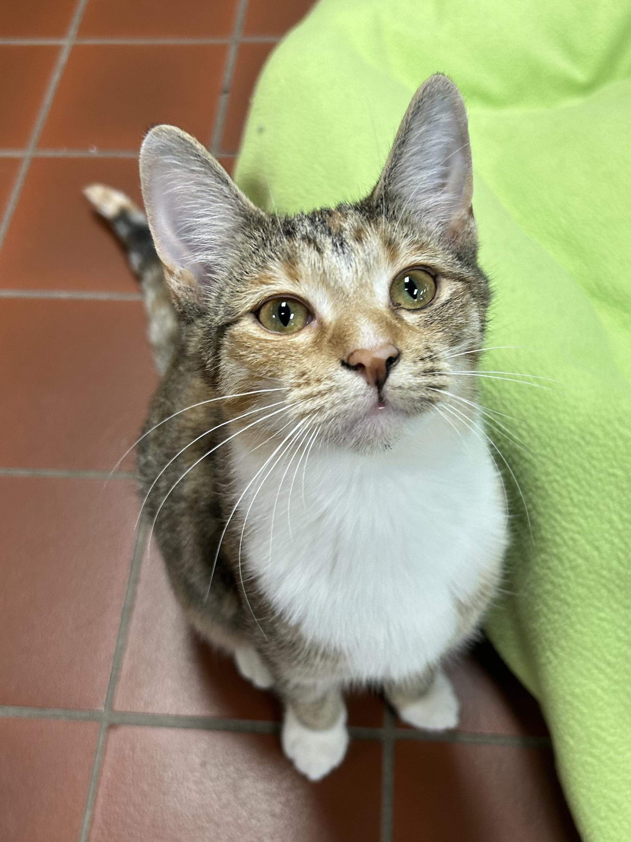 Enlarge Journey, a Adoptable mixed breed in Battle Creek, MI image 3/5