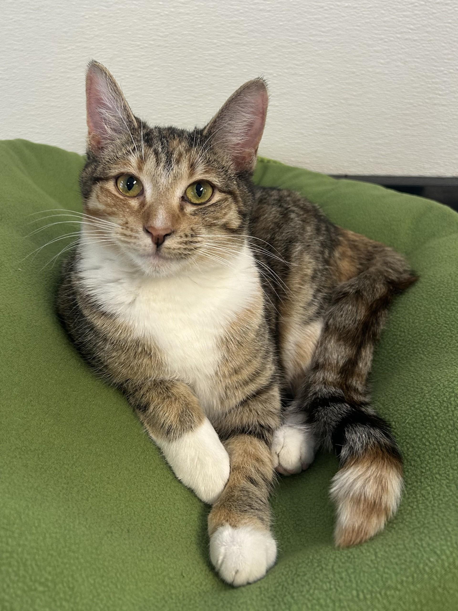 Enlarge Journey, a Adoptable mixed breed in Battle Creek, MI image 2/5