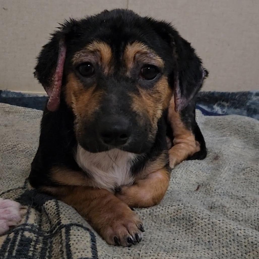 Diamond, a Adoptable mixed breed in Madisonville, TN image 1/3