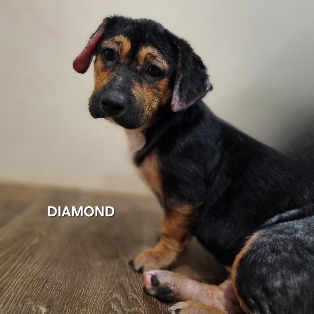 Diamond, a Adoptable mixed breed in Madisonville, TN image 2/3