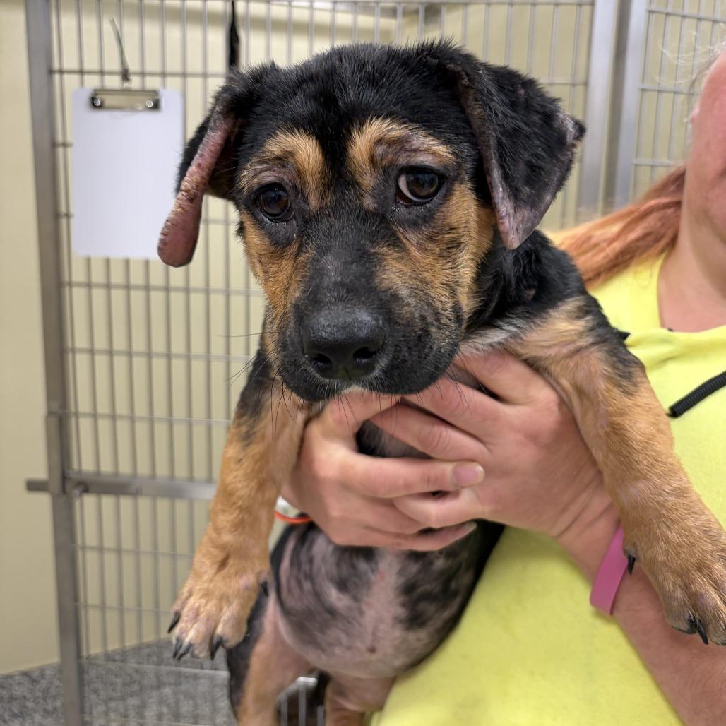 Diamond, a Adoptable mixed breed in Madisonville, TN image 3/3