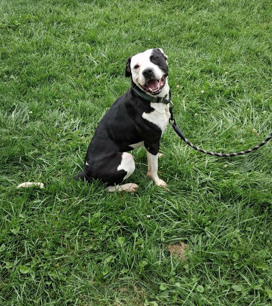 Roscoe, Adoptable, Adult Male Pit Bull Terrier.