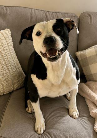 Roscoe, a Adoptable mixed breed in Waverly, NY image 2/3