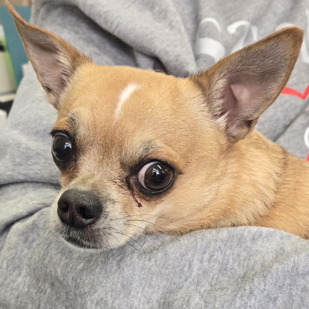 Enlarge Rocky 26-077, a Adoptable Chihuahua in Tawas City, MI image 1/1