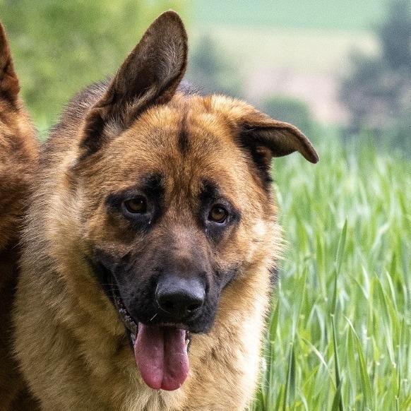 Linear (26-187), Adoptable, Young Male German Shepherd Dog.