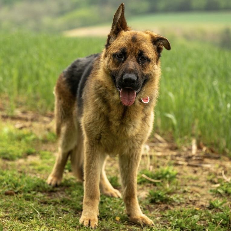 Enlarge Linear (26-187), a Adoptable German Shepherd Dog in New Ringgold, PA image 2/6