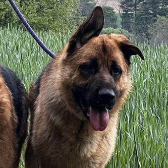 Enlarge Linear (26-187), a Adoptable German Shepherd Dog in New Ringgold, PA image 3/6