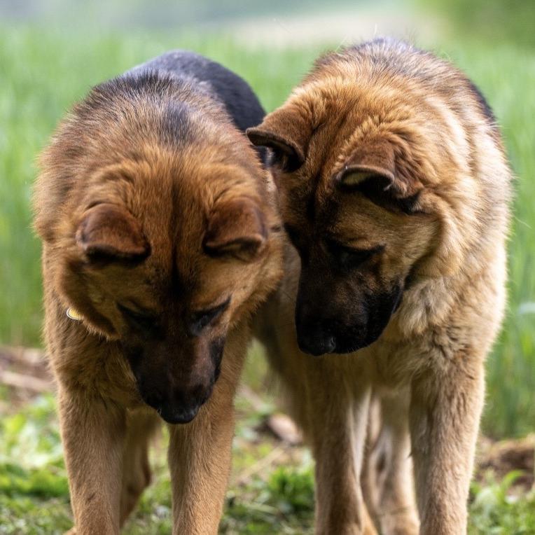 Enlarge Linear (26-187), a Adoptable German Shepherd Dog in New Ringgold, PA image 4/6