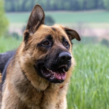 Enlarge Linear (26-187), a Adoptable German Shepherd Dog in New Ringgold, PA image 5/6