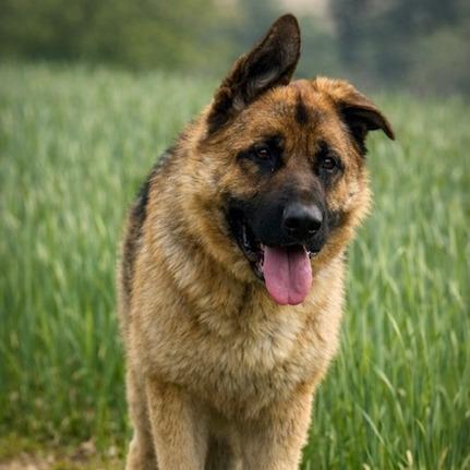 Enlarge Linear (26-187), a Adoptable German Shepherd Dog in New Ringgold, PA image 6/6