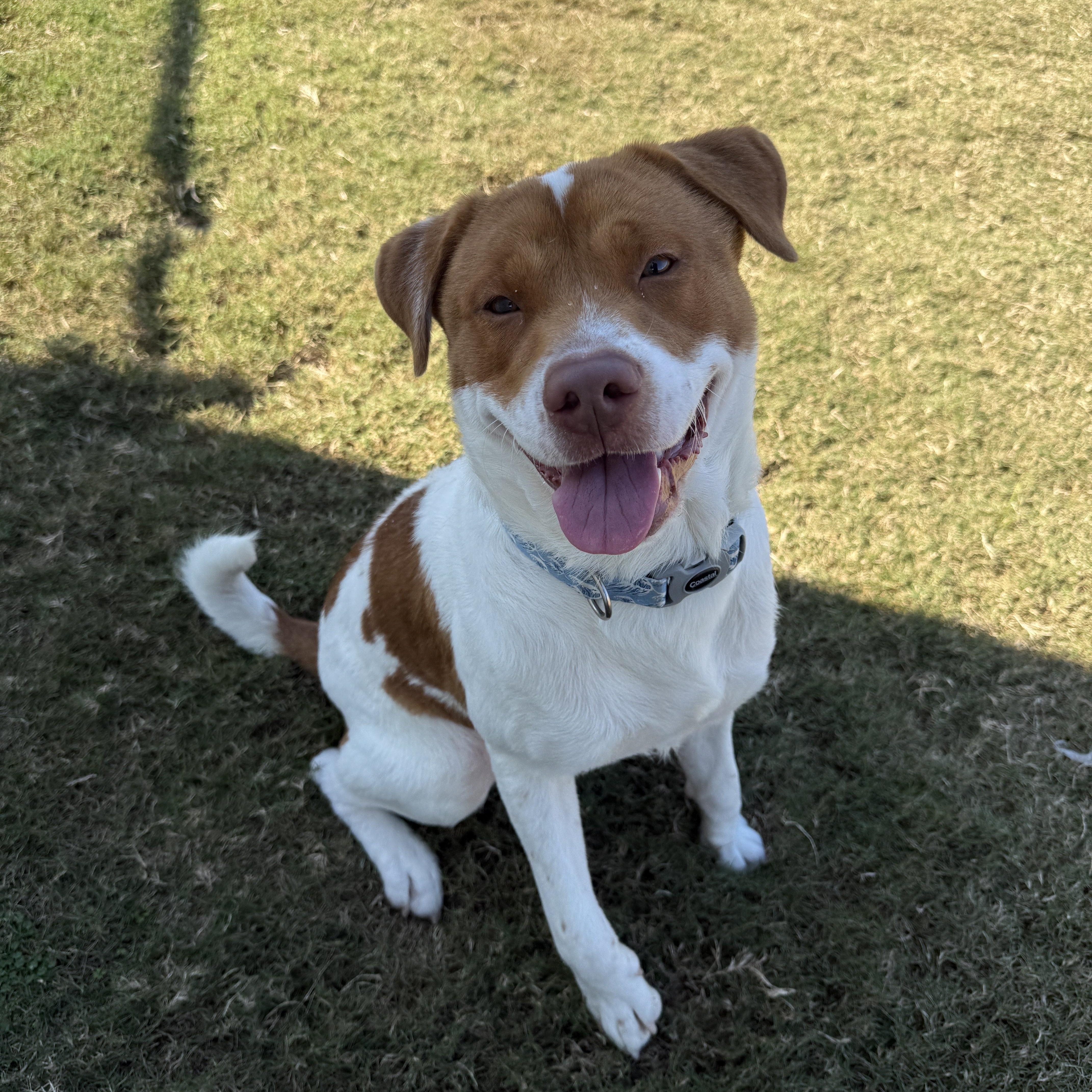 Enlarge Chuck, a Adoptable mixed breed in Daphne, AL image 2/3
