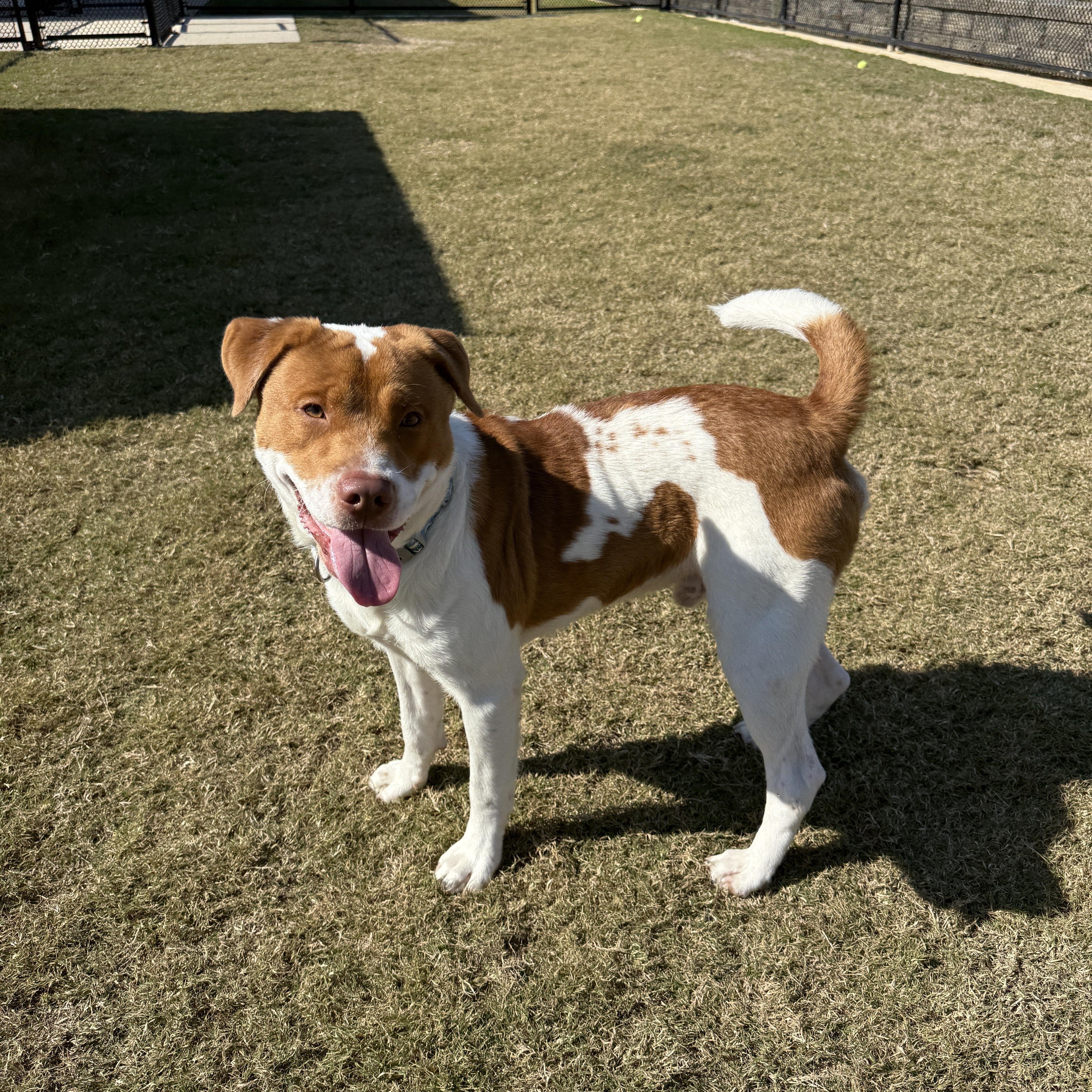 Enlarge Chuck, a Adoptable mixed breed in Daphne, AL image 3/3