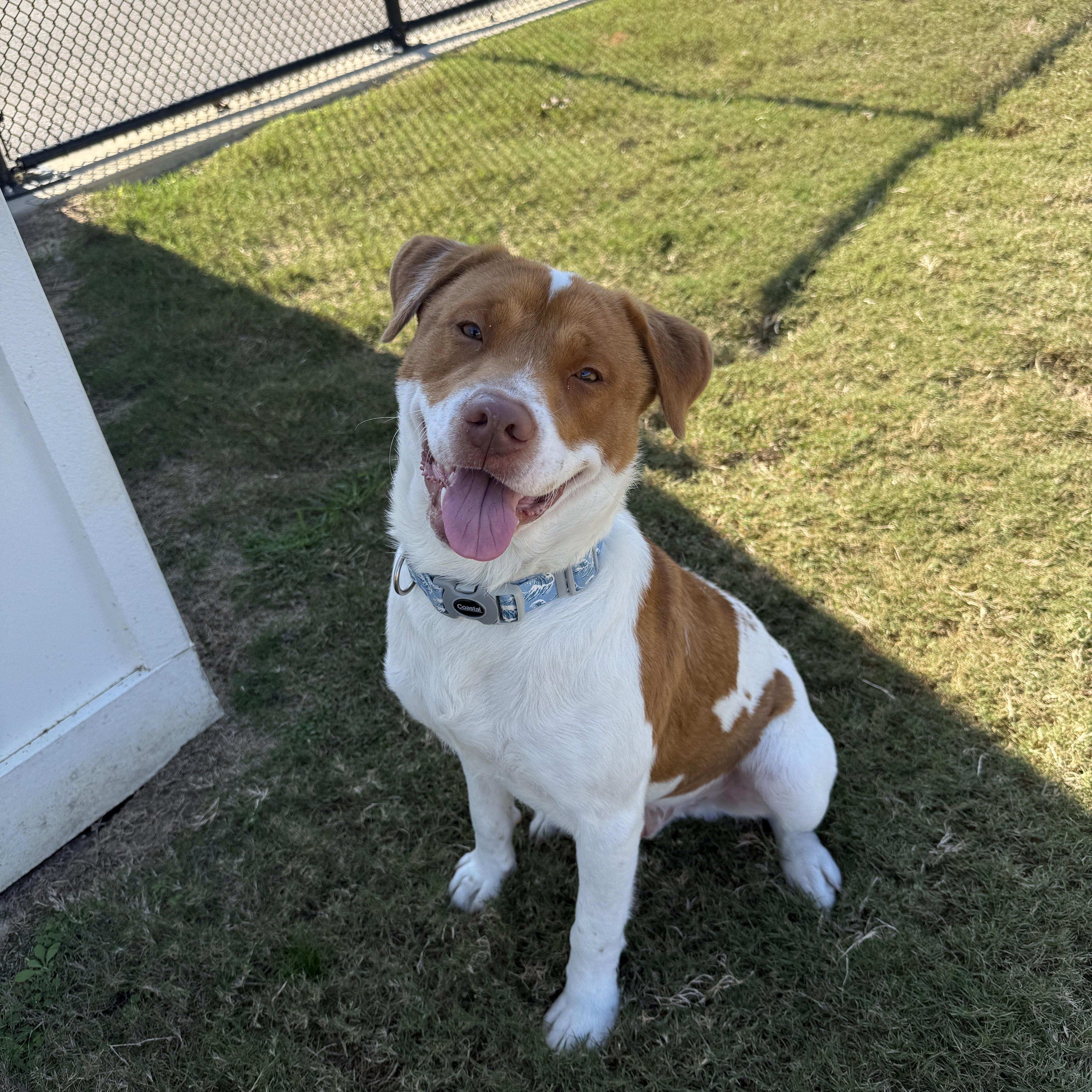 Enlarge Chuck, a Adoptable mixed breed in Daphne, AL image 1/3
