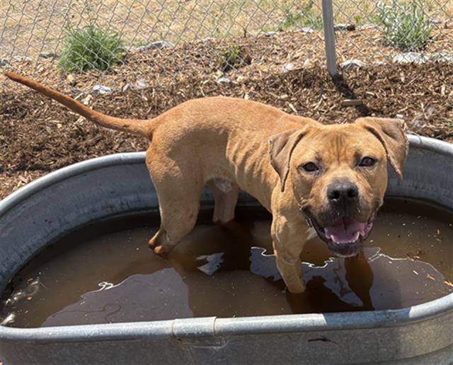 BOSTON CREAM, Adoptable, Young Male Pit Bull Terrier & Mixed Breed.
