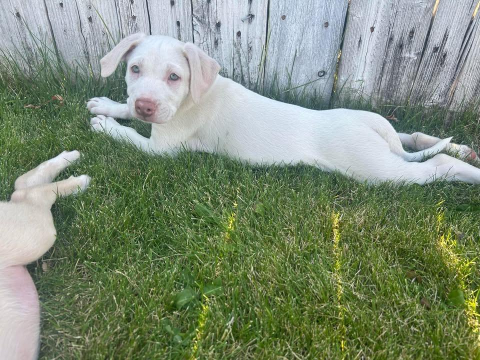 Casper