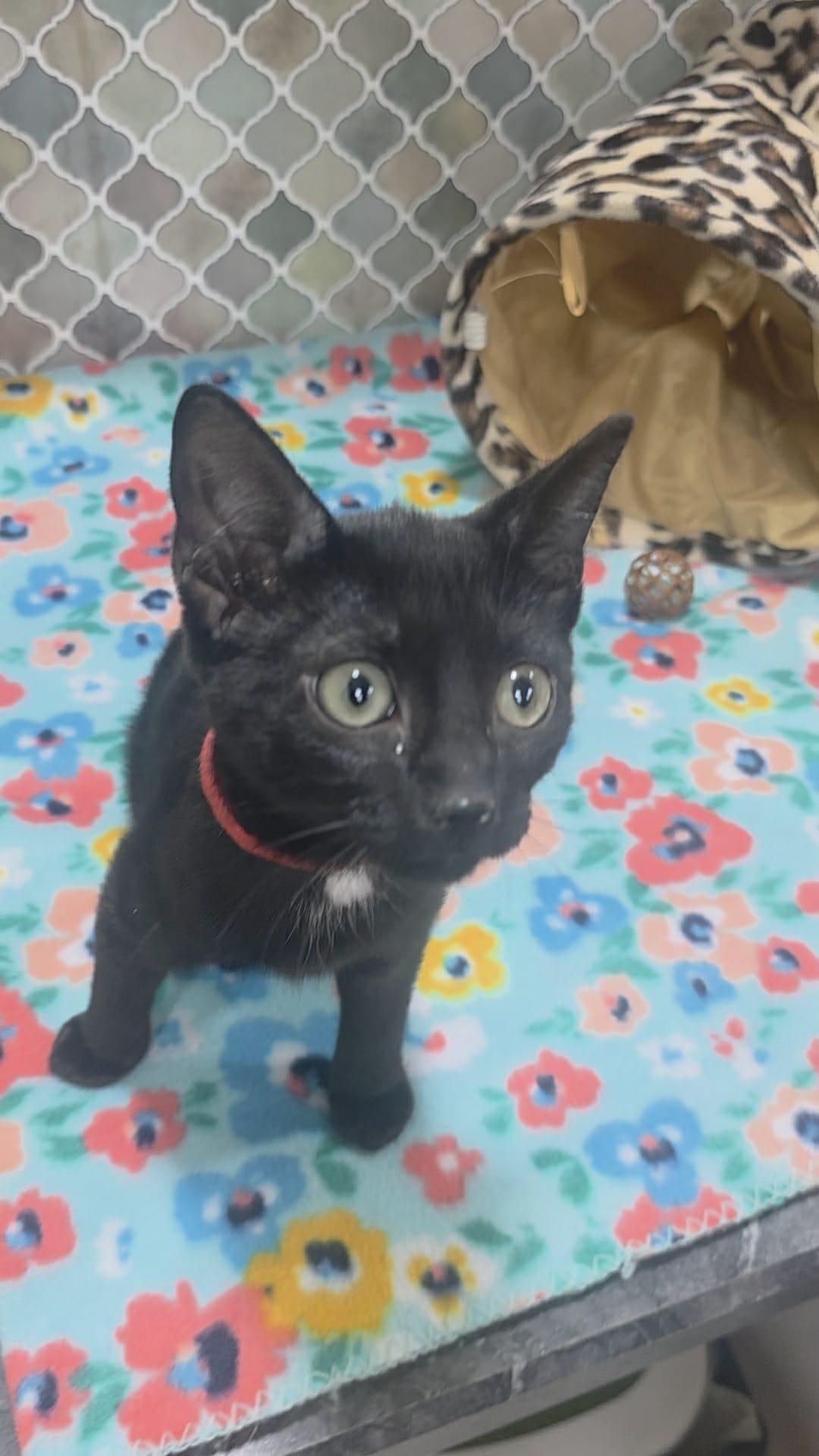 Rose, a Adoptable Domestic Medium Hair in Norwich, CT image 2/6