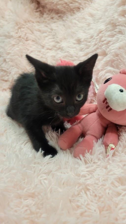 Rose, a Adoptable Domestic Medium Hair in Norwich, CT image 6/6