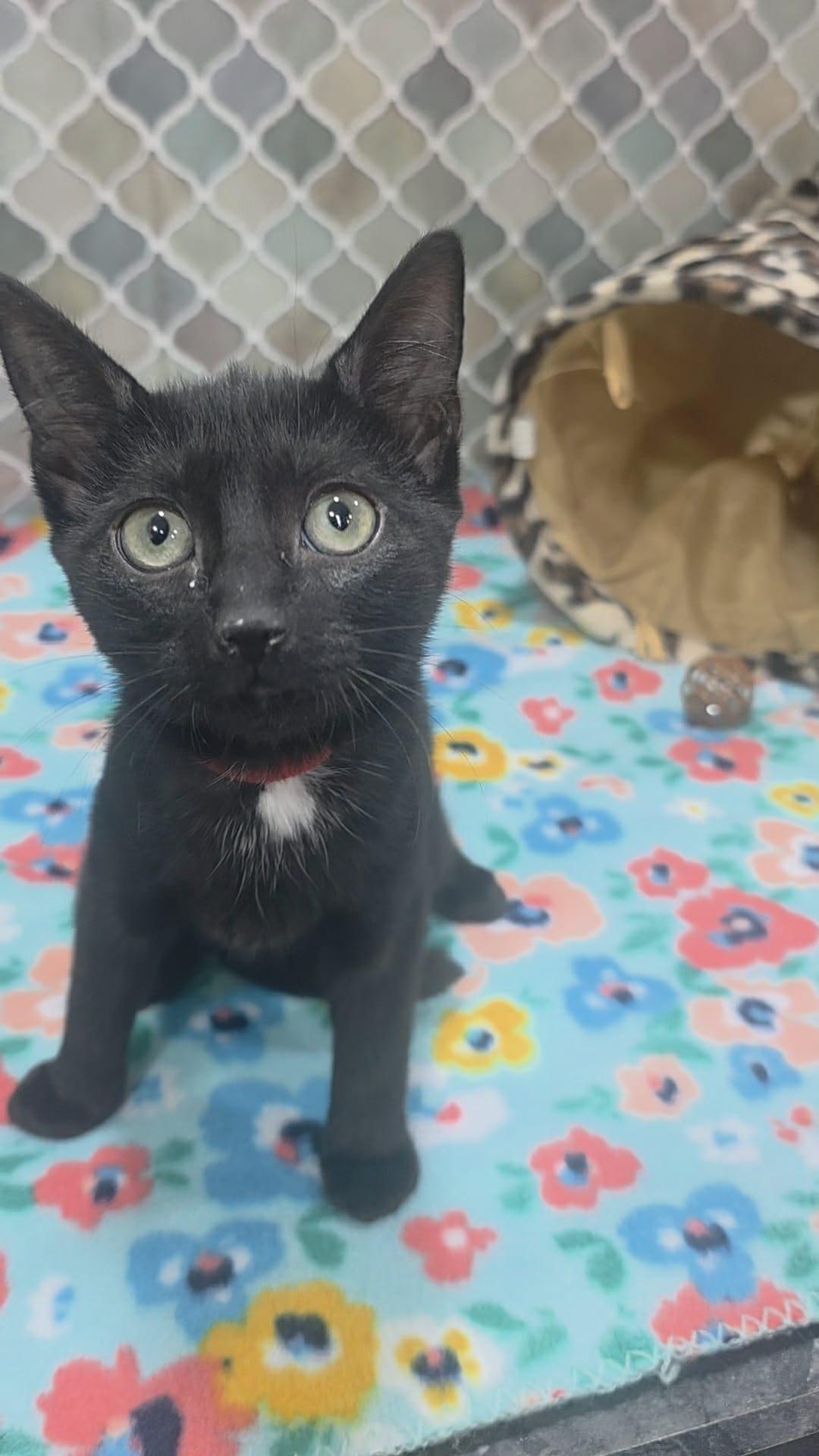 Rose, a Adoptable Domestic Medium Hair in Norwich, CT image 4/6