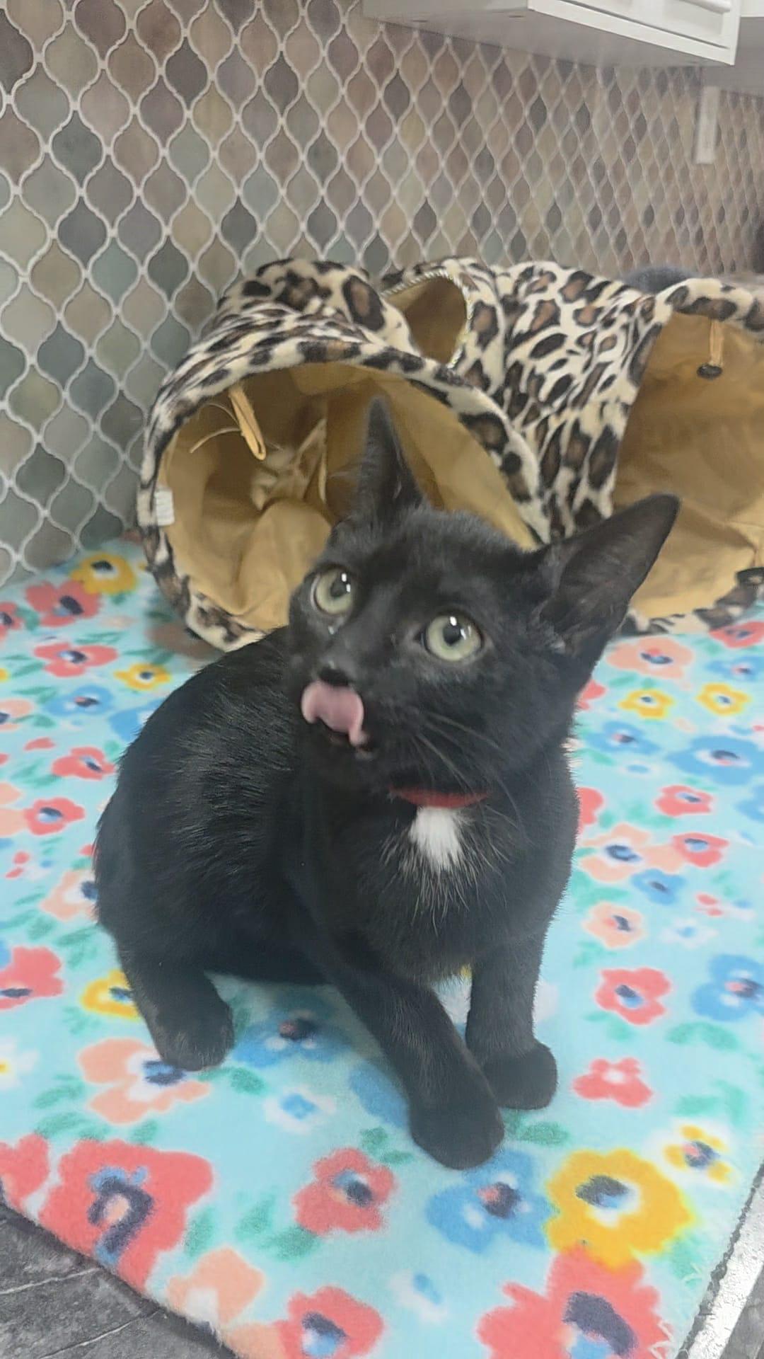 Rose, Adoptable, Kitten Female Domestic Medium Hair.