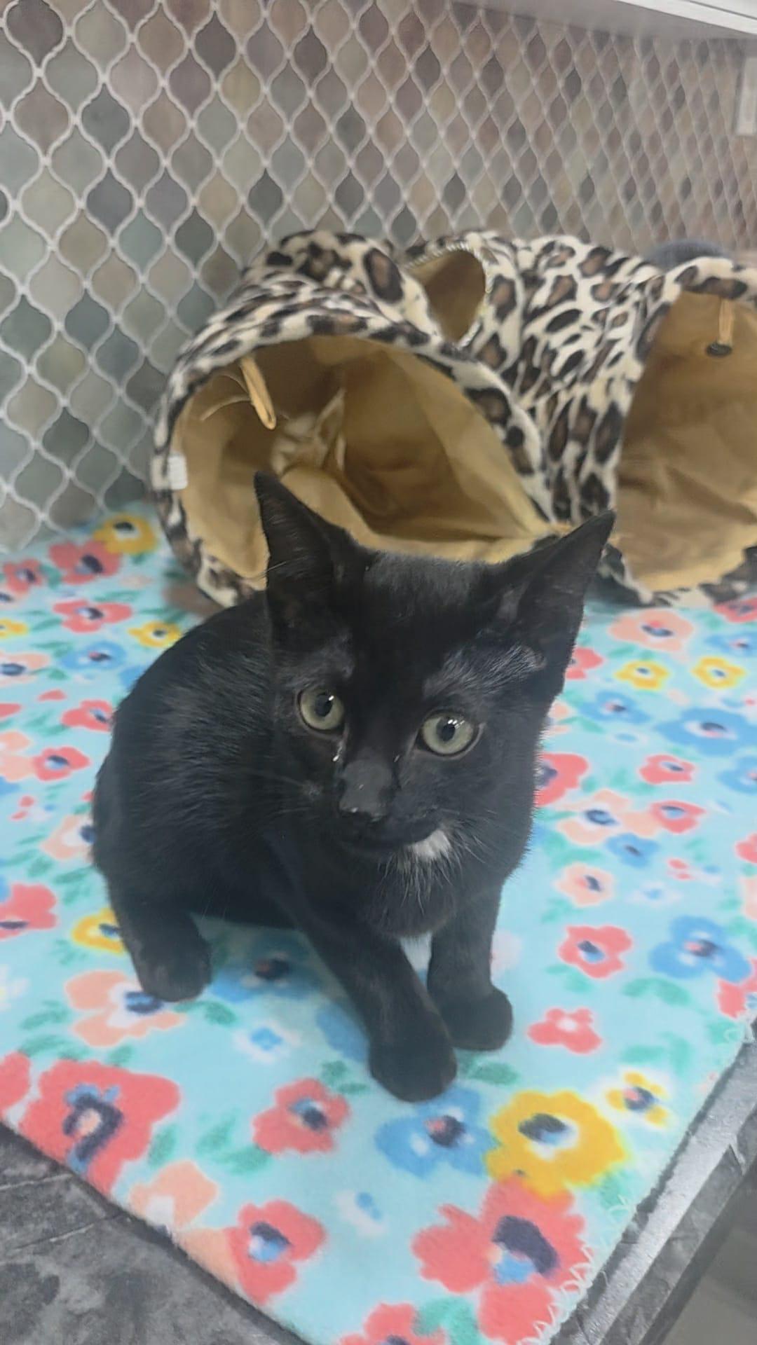 Rose, a Adoptable Domestic Medium Hair in Norwich, CT image 3/6