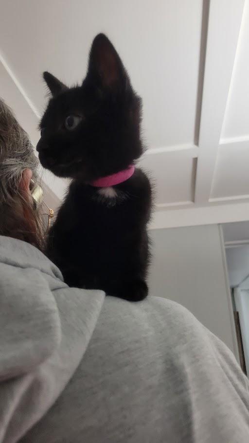 Rose, a Adoptable Domestic Medium Hair in Norwich, CT image 5/6