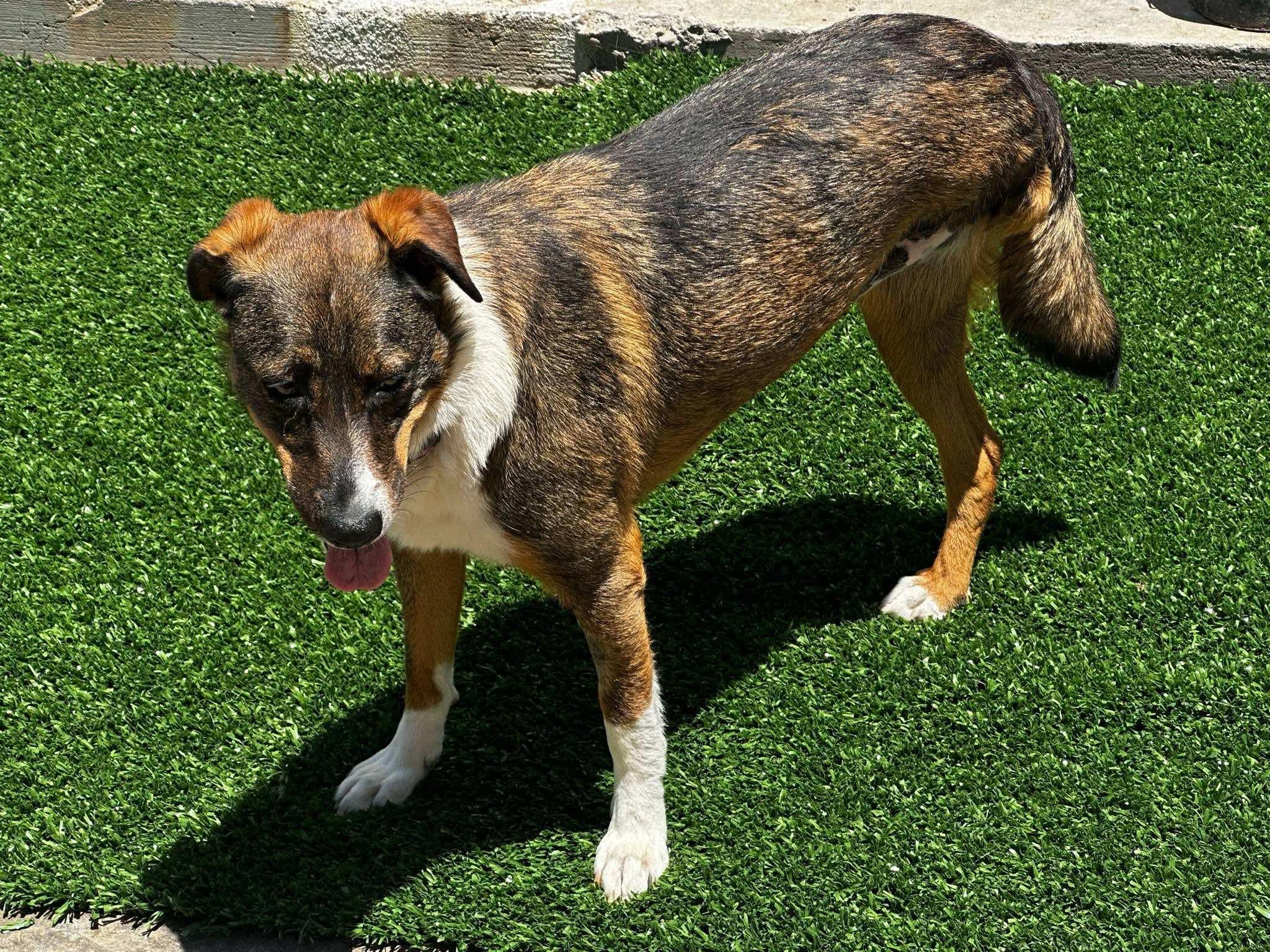 Trixie, Adoptable, Adult Female Mixed Breed.