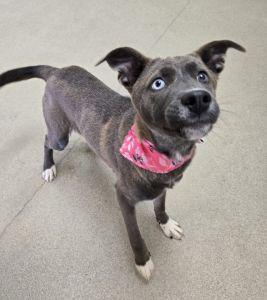 Enlarge Tootsie, an adopted mixed breed in Bucyrus, OH image 4/5