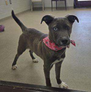 Enlarge Tootsie, an adopted mixed breed in Bucyrus, OH image 3/5