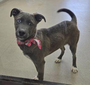 Enlarge Tootsie, an adopted mixed breed in Bucyrus, OH image 2/5