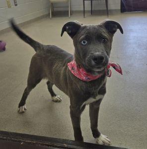 Enlarge Tootsie, an adopted mixed breed in Bucyrus, OH image 1/5