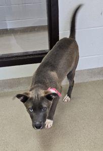 Enlarge Tootsie, an adopted mixed breed in Bucyrus, OH image 5/5