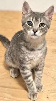 Linus, a Adoptable mixed breed in Chertsey, QC image 5/5