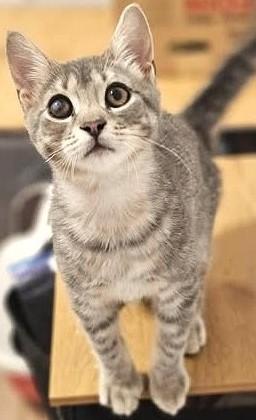 Linus, a Adoptable mixed breed in Chertsey, QC image 3/5