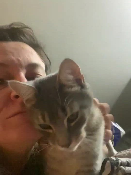 Enlarge Linus, a Adoptable mixed breed in Chertsey, QC video 2/5