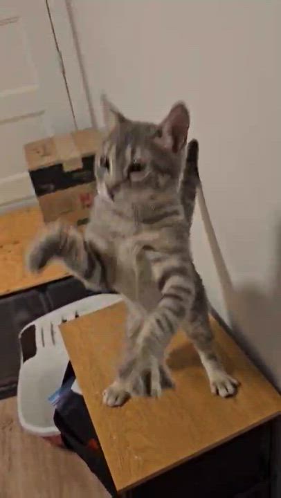 Enlarge Linus, a Adoptable mixed breed in Chertsey, QC video 4/5