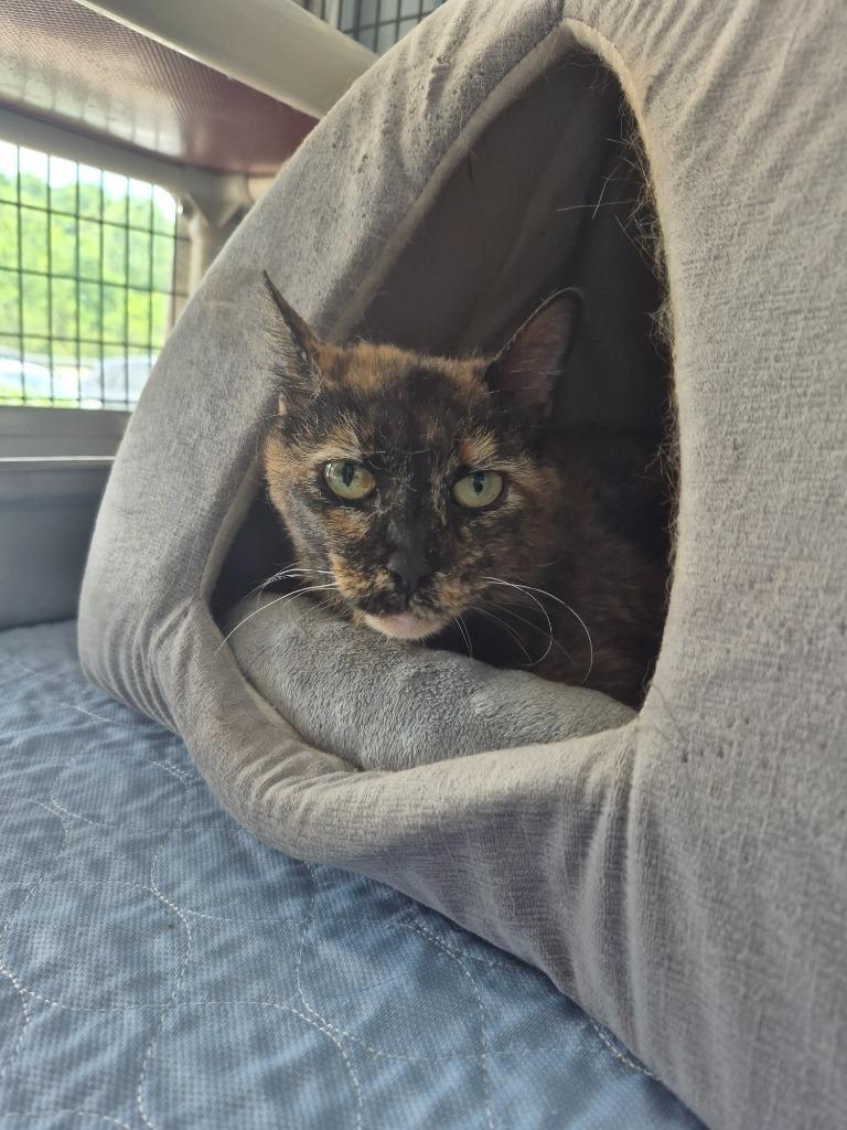 Enlarge Steph, a Adoptable mixed breed in Cincinnati, OH image 1/1