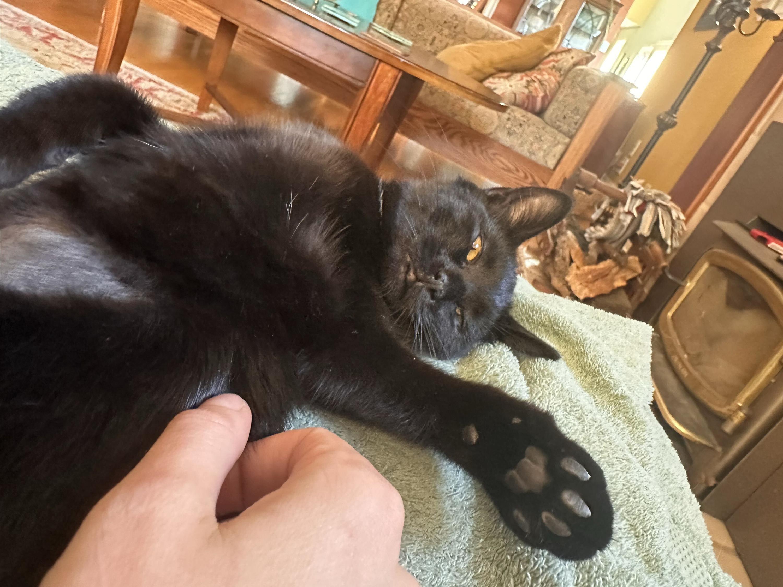 Enlarge Dill and Darcy, a Adoptable Domestic Short Hair in Seattle, WA image 3/6