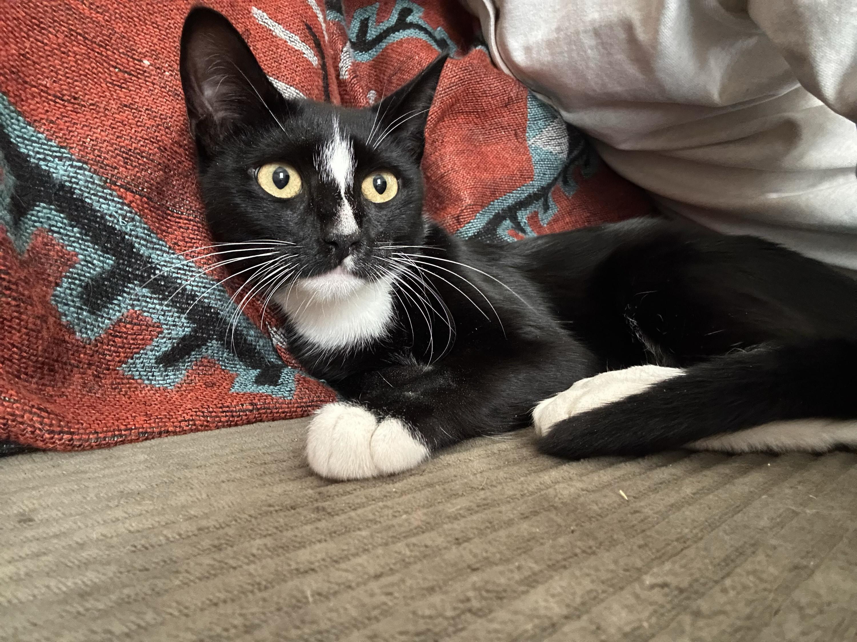 Enlarge Dill and Darcy, a Adoptable Domestic Short Hair in Seattle, WA image 5/6
