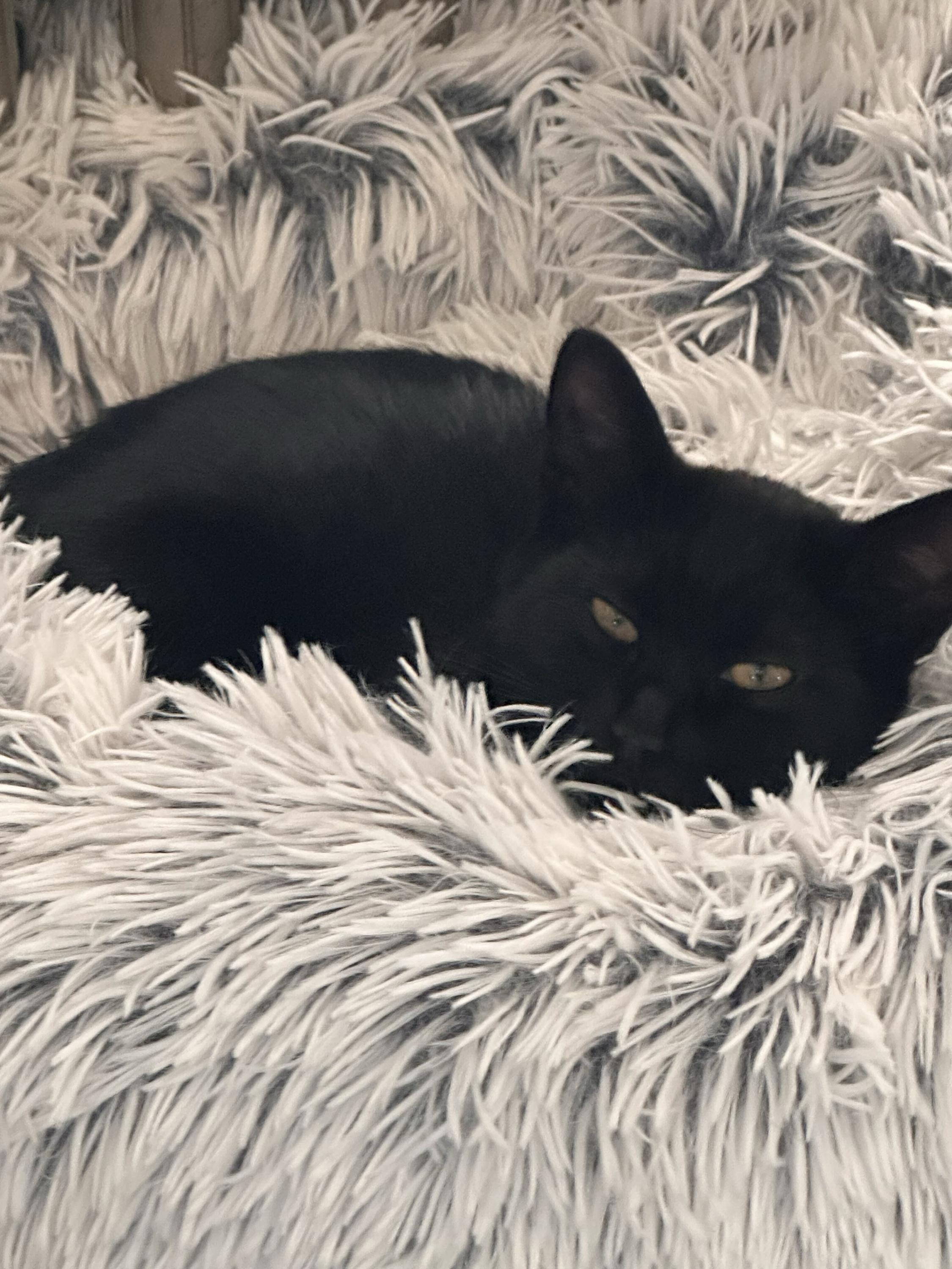 Enlarge Dill and Darcy, a Adoptable Domestic Short Hair in Seattle, WA image 4/6