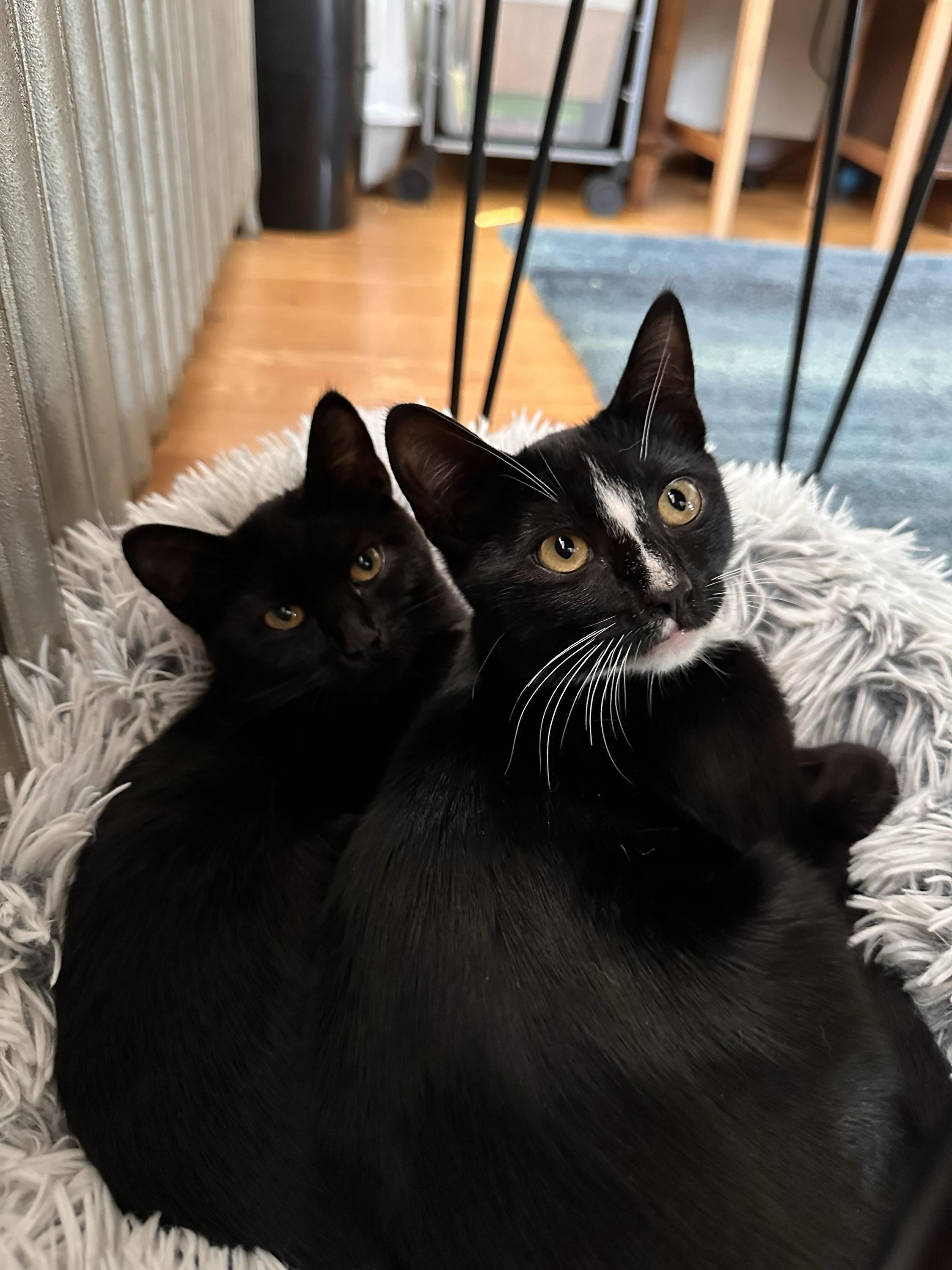 Dill and Darcy, Adoptable, Kitten Male Domestic Short Hair.