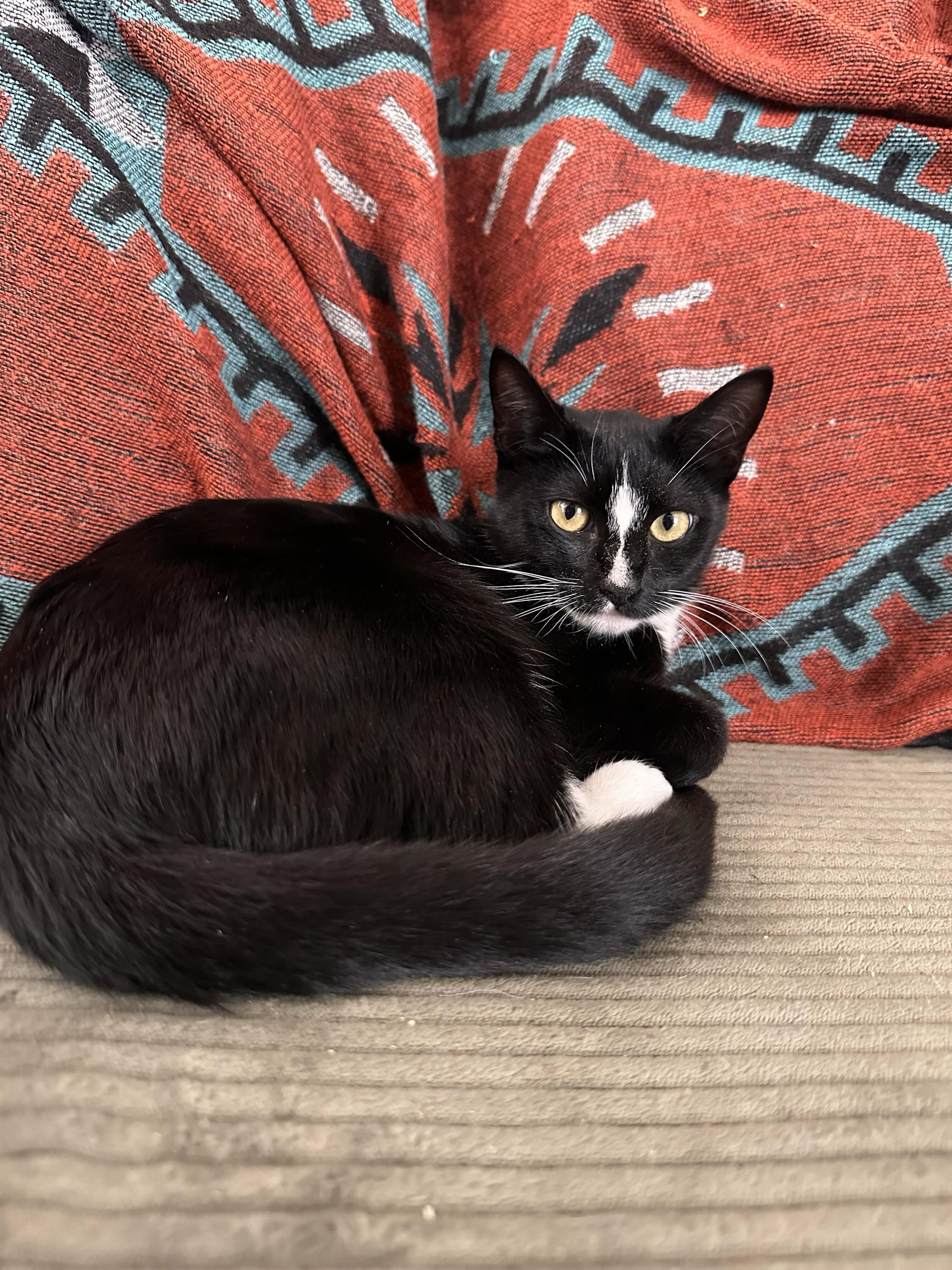 Enlarge Dill and Darcy, a Adoptable Domestic Short Hair in Seattle, WA image 6/6