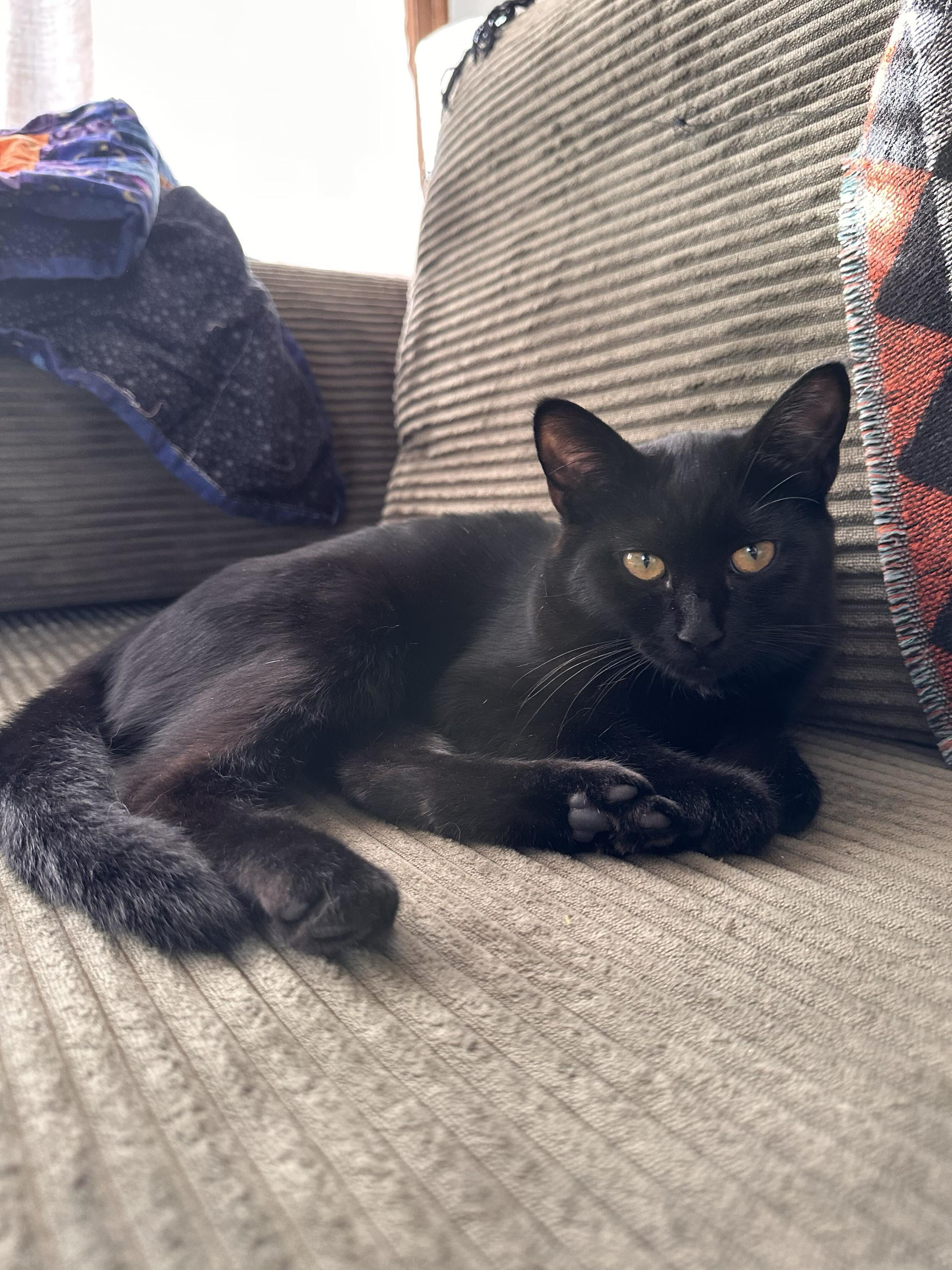 Enlarge Dill and Darcy, a Adoptable Domestic Short Hair in Seattle, WA image 2/6