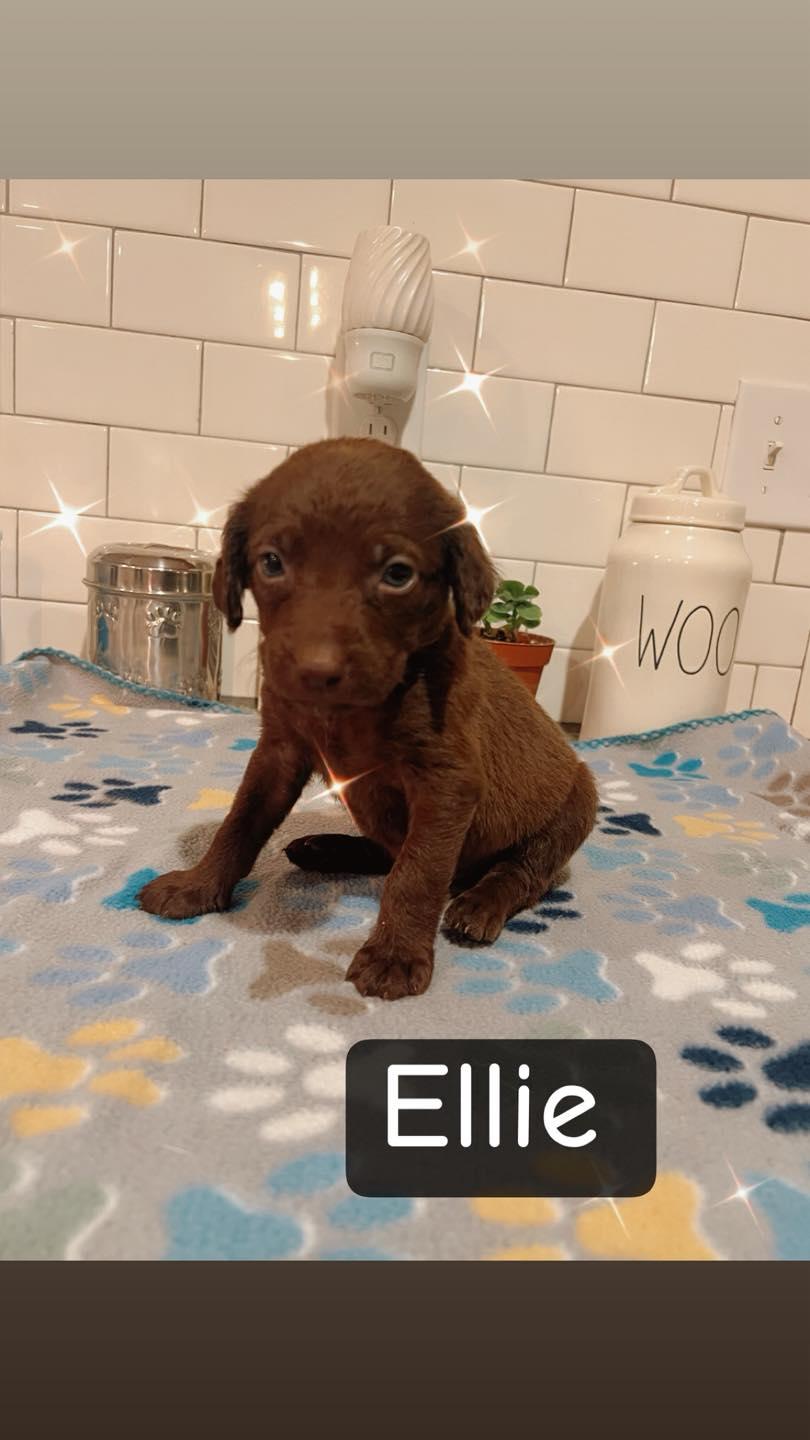 Enlarge Ellie, a ADOPTABLE mixed breed in Salisbury, NC image 1/1