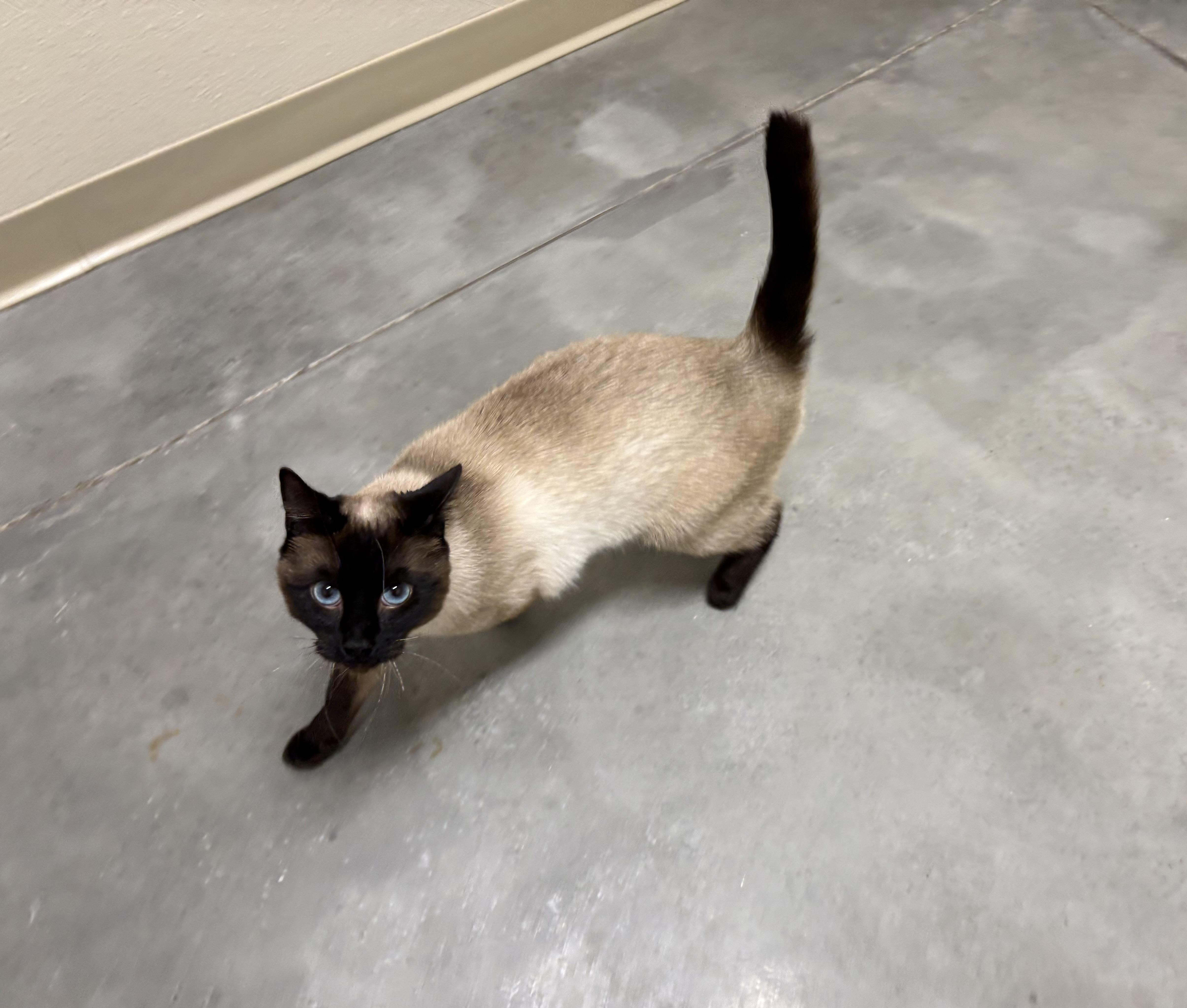 Enlarge Nala, an adopted Domestic Short Hair in Boise, ID image 1/1