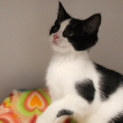 Mya, Adoptable, Adult Female Domestic Short Hair.