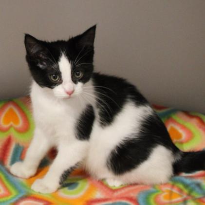 Enlarge Mya, a Adoptable Domestic Short Hair in Defiance, OH image 2/6