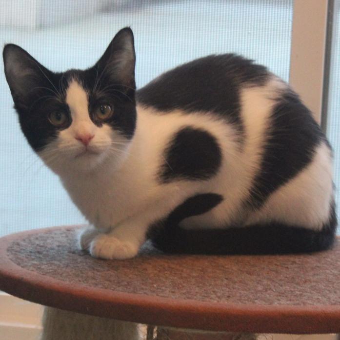 Enlarge Mya, a Adoptable Domestic Short Hair in Defiance, OH image 3/6